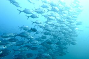 サーモン　食べ過ぎ　危険