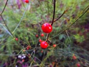 アスパラガス 実