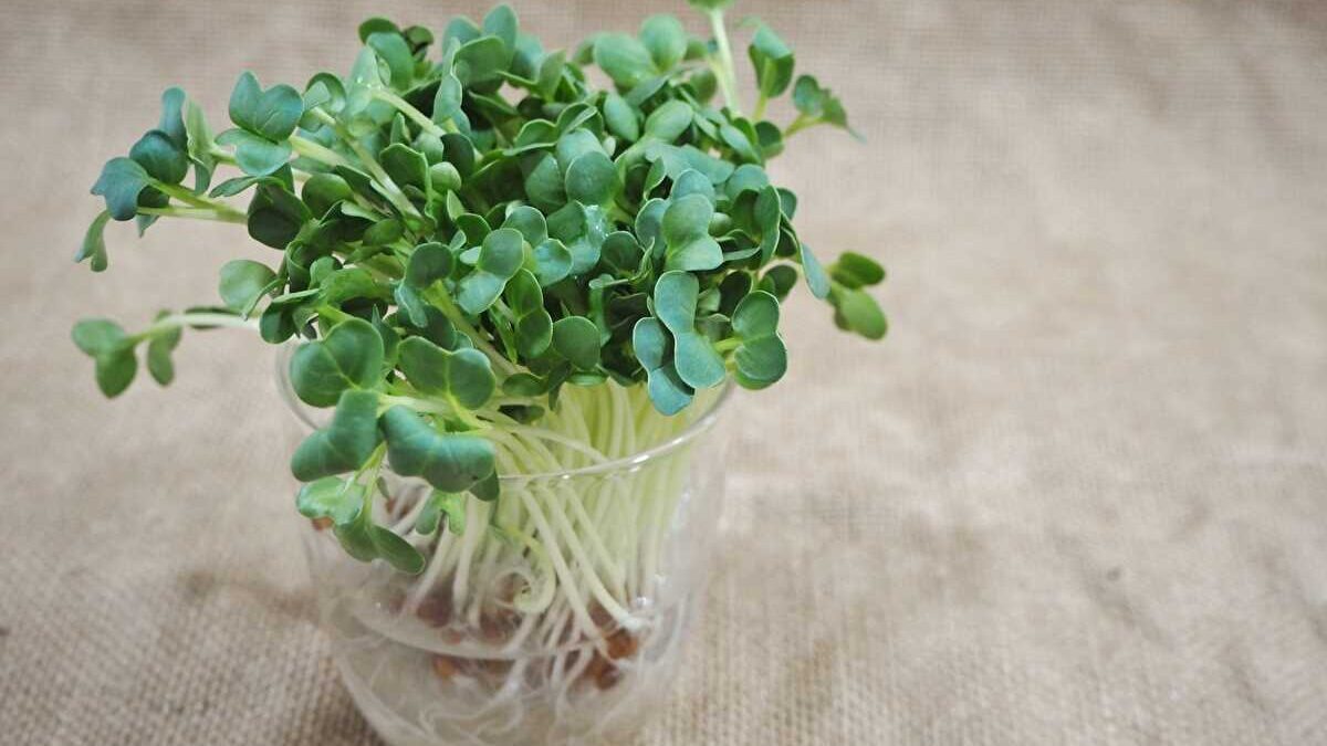 かいわれ大根　日持ち